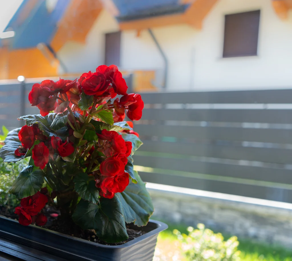 Red flowers by the window
